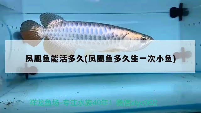 鳳凰魚能活多久(鳳凰魚多久生一次小魚) 觀賞魚