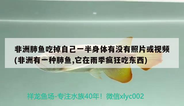 非洲肺魚吃掉自己一半身體有沒有照片或視頻(非洲有一種肺魚,它在雨季瘋狂吃東西) 肺魚