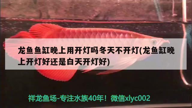 龍魚魚缸晚上用開燈嗎冬天不開燈(龍魚缸晚上開燈好還是白天開燈好)