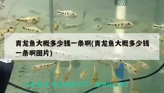 青龍魚大概多少錢一條啊(青龍魚大概多少錢一條啊圖片)