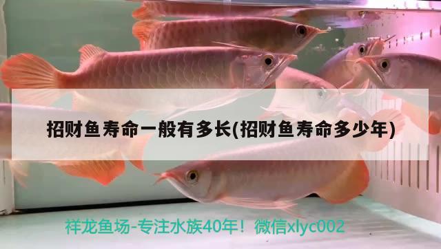 招財魚壽命一般有多長(招財魚壽命多少年)