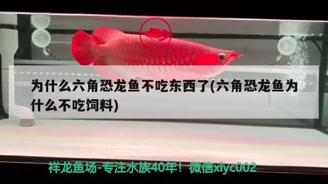 為什么六角恐龍魚不吃東西了(六角恐龍魚為什么不吃飼料) 魚缸定做