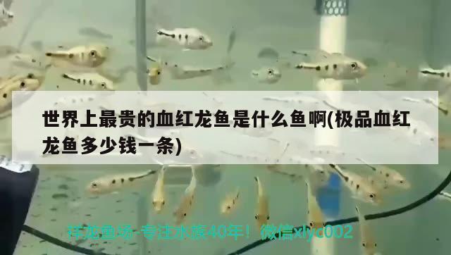 世界上最貴的血紅龍魚是什么魚啊(極品血紅龍魚多少錢一條)