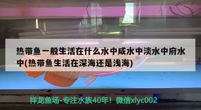 熱帶魚(yú)一般生活在什么水中咸水中淡水中府水中(熱帶魚(yú)生活在深海還是淺海)