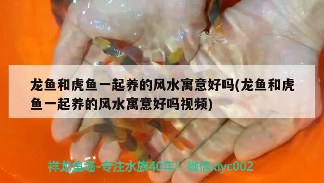 龍魚和虎魚一起養(yǎng)的風(fēng)水寓意好嗎(龍魚和虎魚一起養(yǎng)的風(fēng)水寓意好嗎視頻)