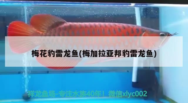 梅花豹雷龍魚(梅加拉亞邦豹雷龍魚) 龍魚百科