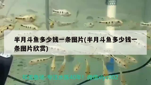 半月斗魚(yú)多少錢(qián)一條圖片(半月斗魚(yú)多少錢(qián)一條圖片欣賞)