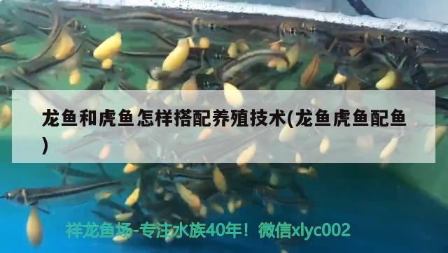 龍魚和虎魚怎樣搭配養(yǎng)殖技術(shù)(龍魚虎魚配魚)