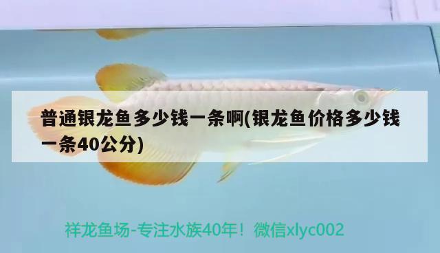 普通銀龍魚多少錢一條啊(銀龍魚價格多少錢一條40公分) 銀龍魚