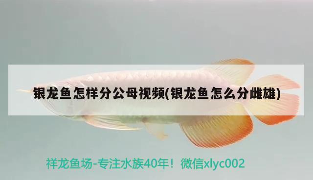 銀龍魚怎樣分公母視頻(銀龍魚怎么分雌雄)