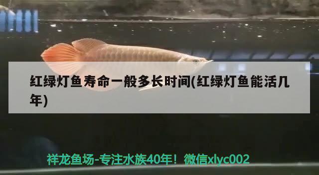 紅綠燈魚壽命一般多長時間(紅綠燈魚能活幾年)