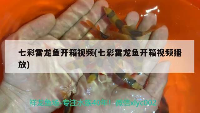 七彩雷龍魚開箱視頻(七彩雷龍魚開箱視頻播放) 黃鰭鯧魚