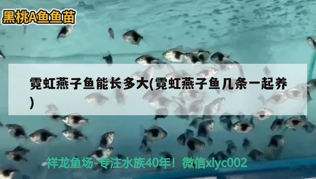 霓虹燕子魚能長多大(霓虹燕子魚幾條一起養(yǎng)) 觀賞魚