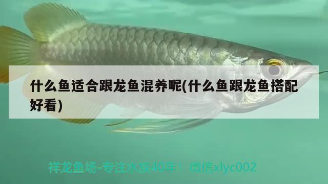 什么魚適合跟龍魚混養(yǎng)呢(什么魚跟龍魚搭配好看)