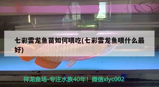 七彩雷龍魚苗如何喂吃(七彩雷龍魚喂什么最好) 紅勾銀版魚