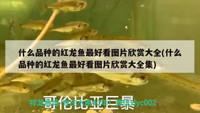 什么品種的紅龍魚(yú)最好看圖片欣賞大全(什么品種的紅龍魚(yú)最好看圖片欣賞大全集)