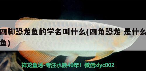 四腳恐龍魚的學(xué)名叫什么(四角恐龍是什么魚)