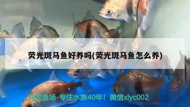 熒光斑馬魚好養(yǎng)嗎(熒光斑馬魚怎么養(yǎng)) 觀賞魚