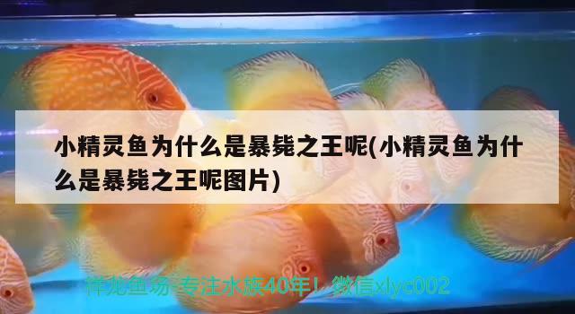 小精靈魚(yú)為什么是暴斃之王呢(小精靈魚(yú)為什么是暴斃之王呢圖片)