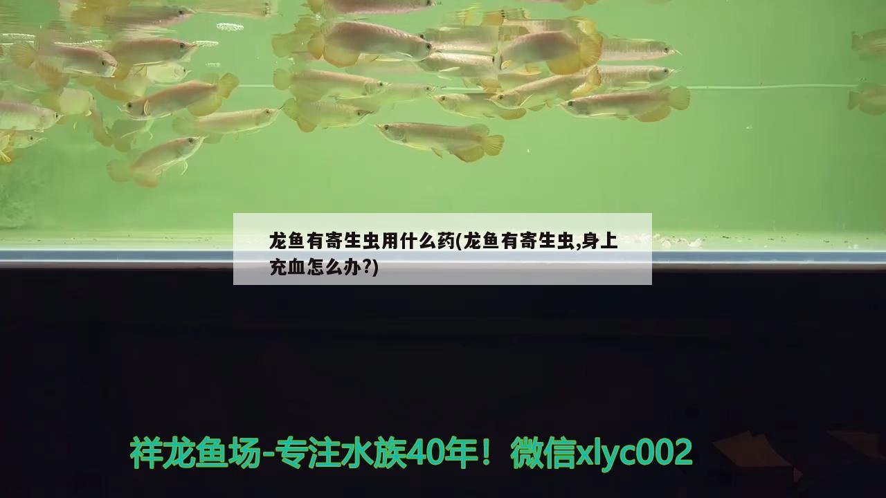 龍魚有寄生蟲用什么藥(龍魚有寄生蟲,身上充血怎么辦?) 龍魚百科 第2張