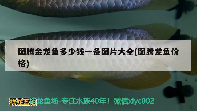 圖騰金龍魚多少錢一條圖片大全(圖騰龍魚價(jià)格)