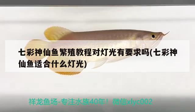 七彩神仙魚繁殖教程對(duì)燈光有要求嗎(七彩神仙魚適合什么燈光)