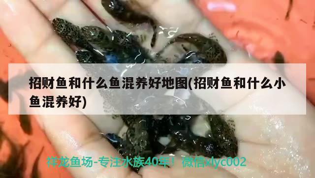 招財(cái)魚(yú)和什么魚(yú)混養(yǎng)好地圖(招財(cái)魚(yú)和什么小魚(yú)混養(yǎng)好) 觀賞魚(yú)