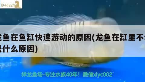 龍魚在魚缸快速游動的原因(龍魚在缸里不動是什么原因) 委內(nèi)瑞拉奧里諾三間魚