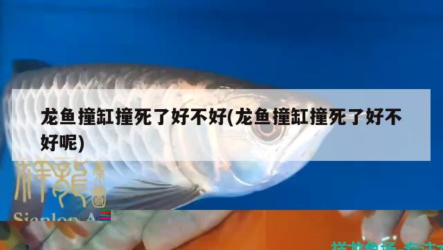 龍魚撞缸撞死了好不好(龍魚撞缸撞死了好不好呢)