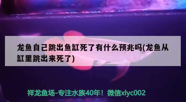 龍魚自己跳出魚缸死了有什么預(yù)兆嗎(龍魚從缸里跳出來死了)