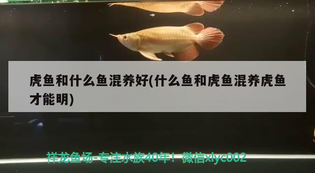 虎魚(yú)和什么魚(yú)混養(yǎng)好(什么魚(yú)和虎魚(yú)混養(yǎng)虎魚(yú)才能明) 虎魚(yú)百科