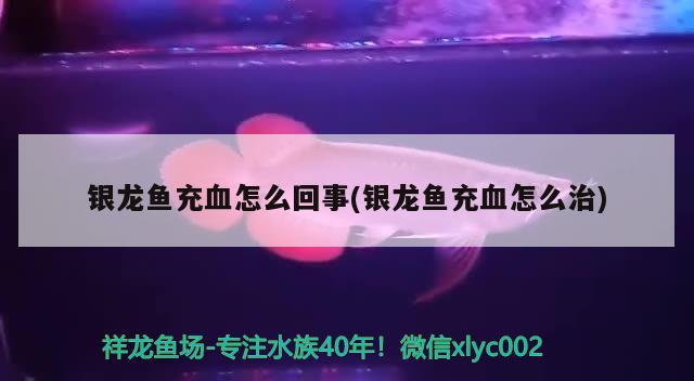 銀龍魚充血怎么回事(銀龍魚充血怎么治) 銀龍魚