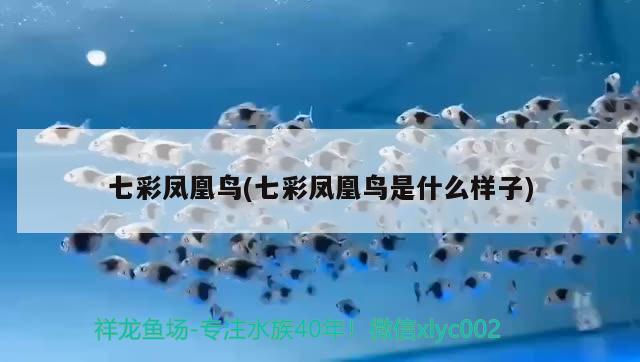 七彩鳳凰鳥(七彩鳳凰鳥是什么樣子) 觀賞魚