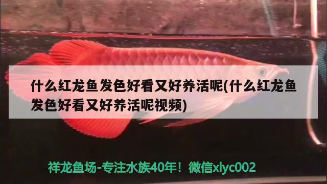 什么紅龍魚(yú)發(fā)色好看又好養(yǎng)活呢(什么紅龍魚(yú)發(fā)色好看又好養(yǎng)活呢視頻) 水族維護(hù)服務(wù)（上門(mén)）