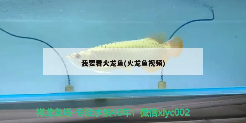 我要看火龍魚(火龍魚視頻) 飛鳳魚