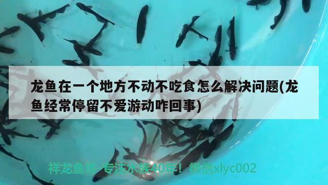 龍魚在一個地方不動不吃食怎么解決問題(龍魚經(jīng)常停留不愛游動咋回事)