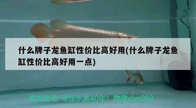 什么牌子龍魚缸性價比高好用(什么牌子龍魚缸性價比高好用一點)