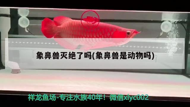 象鼻獸滅絕了嗎(象鼻獸是動物嗎) 觀賞魚