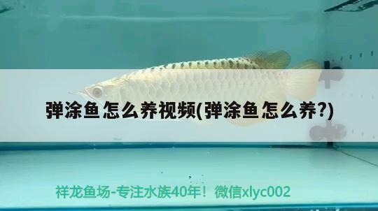 彈涂魚怎么養(yǎng)視頻(彈涂魚怎么養(yǎng)?) 觀賞魚