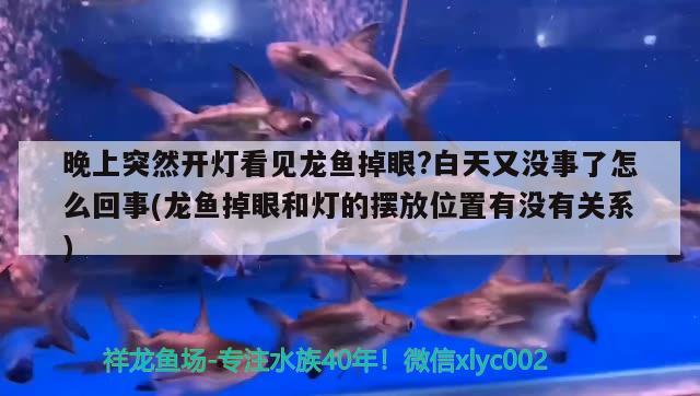 晚上突然開燈看見龍魚掉眼?白天又沒事了怎么回事(龍魚掉眼和燈的擺放位置有沒有關系)