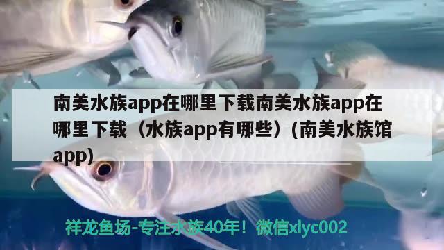 南美水族app在哪里下載南美水族app在哪里下載（水族app有哪些）(南美水族館app) 檸檬鯽