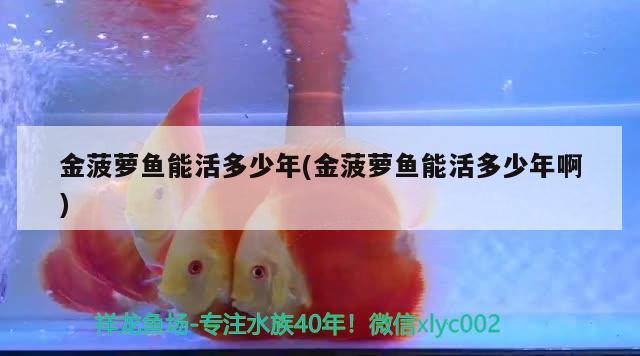 金菠蘿魚能活多少年(金菠蘿魚能活多少年啊)