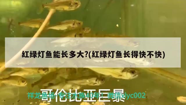 紅綠燈魚能長多大?(紅綠燈魚長得快不快)