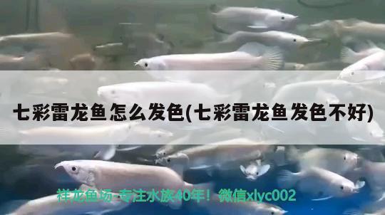 七彩雷龍魚怎么發(fā)色(七彩雷龍魚發(fā)色不好) 金三間魚