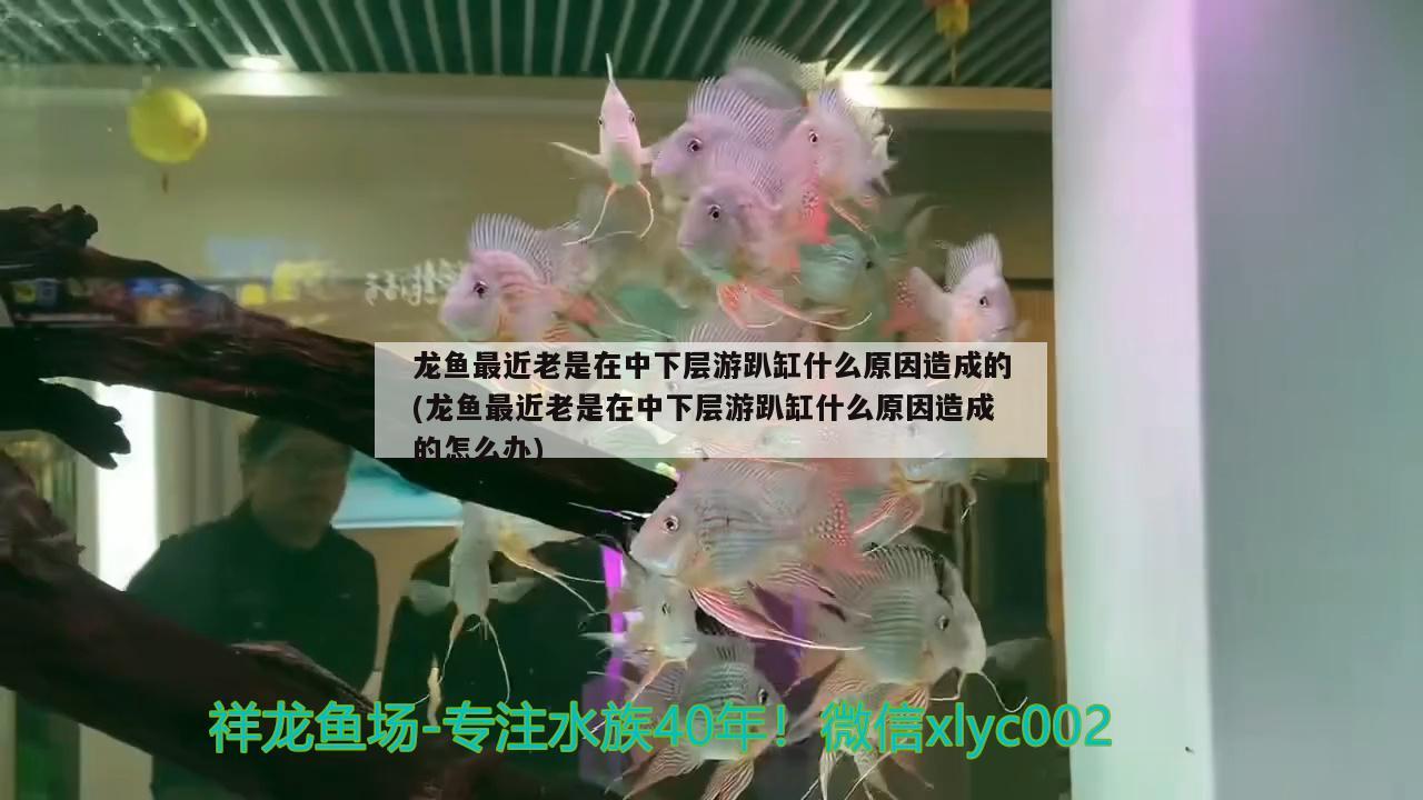 龍魚最近老是在中下層游趴缸什么原因造成的(龍魚最近老是在中下層游趴缸什么原因造成的怎么辦) 森森魚缸