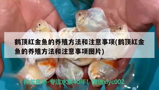 鶴頂紅金魚(yú)的養(yǎng)殖方法和注意事項(xiàng)(鶴頂紅金魚(yú)的養(yǎng)殖方法和注意事項(xiàng)圖片)