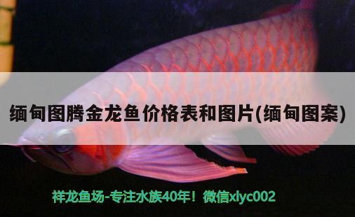 緬甸圖騰金龍魚價格表和圖片(緬甸圖案)