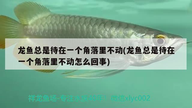 龍魚總是待在一個角落里不動(龍魚總是待在一個角落里不動怎么回事) 粗線銀版魚