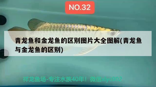 青龍魚(yú)和金龍魚(yú)的區(qū)別圖片大全圖解(青龍魚(yú)與金龍魚(yú)的區(qū)別) 青龍魚(yú)