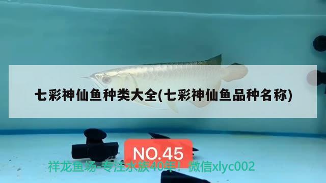 七彩神仙魚(yú)種類大全(七彩神仙魚(yú)品種名稱) 七彩神仙魚(yú)